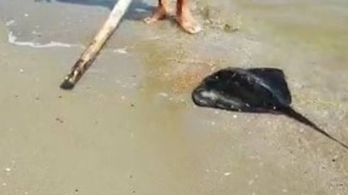 Trigone preso a bastonate a Ravenna, caccia al turista allontanatosi