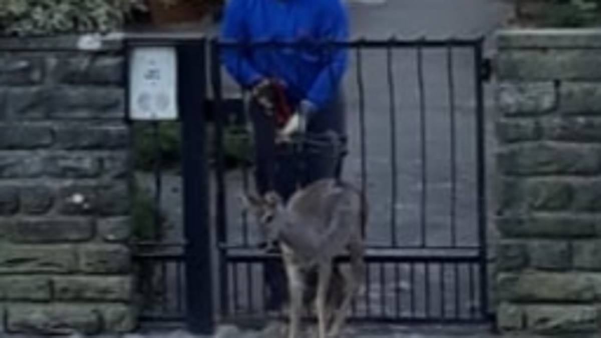 Capriolo rimane incastrato tra le inferriate di un cancello