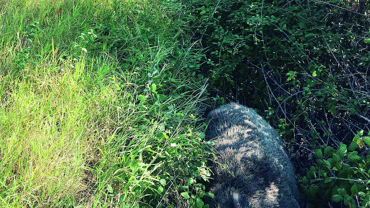 Verucchio, si scontra in scooter con un cinghiale. Illeso per miracolo