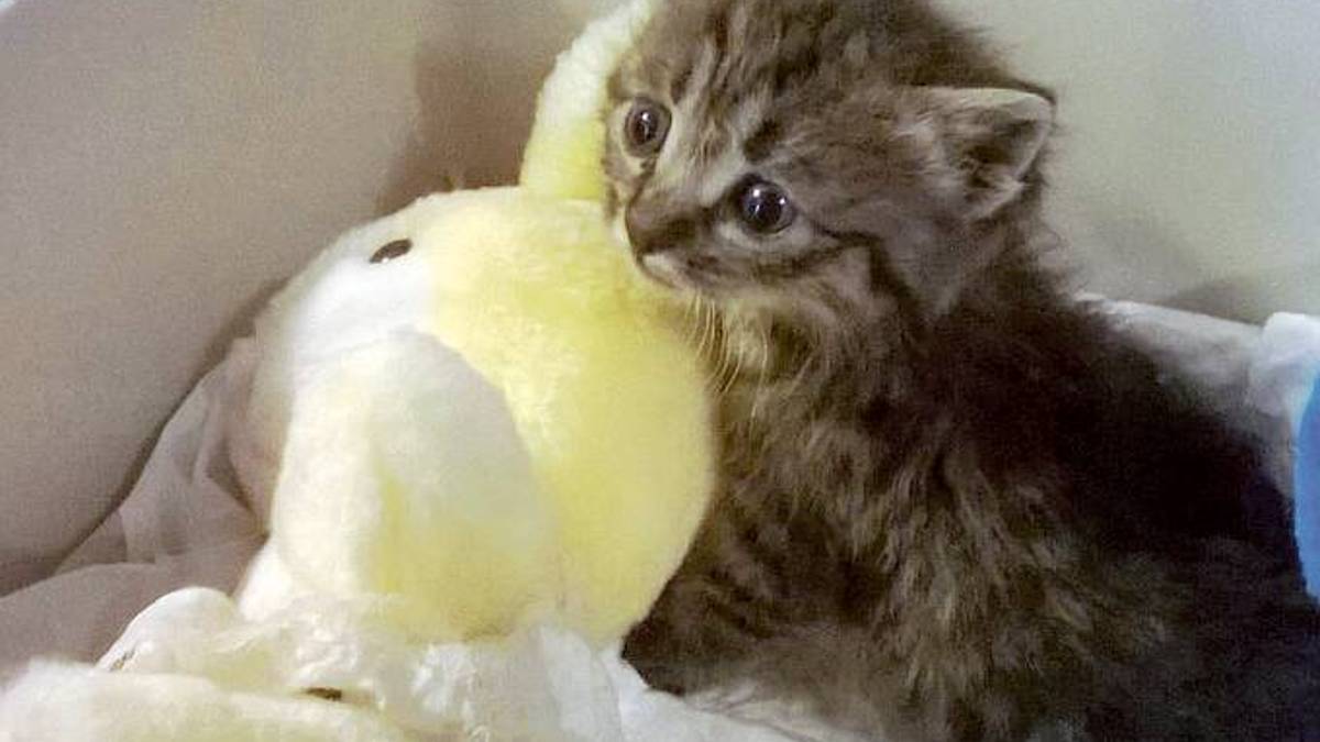 Gattini gettati tra i rifiuti salvati a San Pancrazio