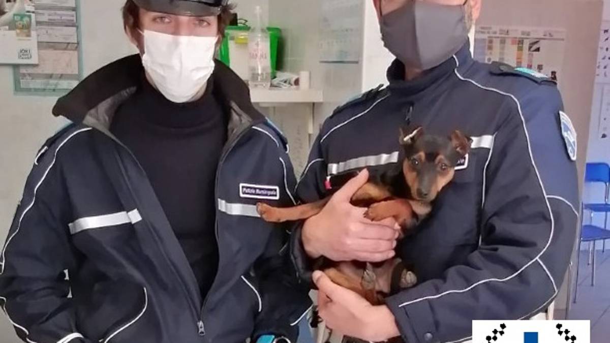 Faenza, non cura il cane col femore rotto da settimane. Denunciata