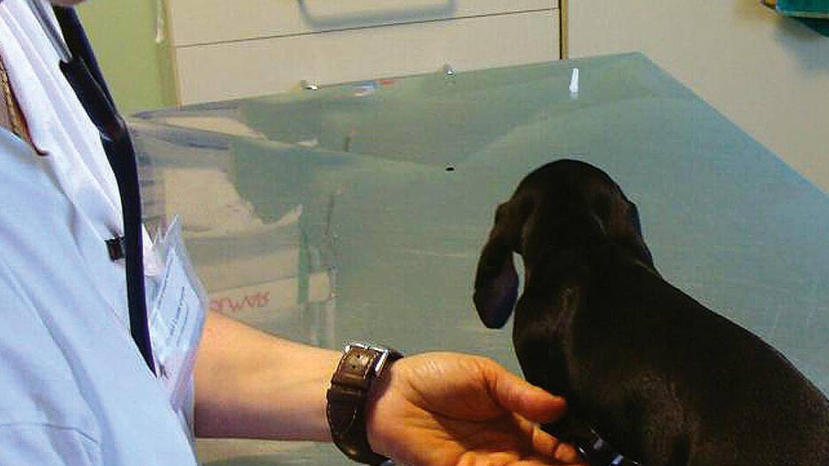 Dal cibo alle cure veterinarie: l’inflazione si abbatte sui proprietari degli animali. Almeno 600 euro l’anno per un cane