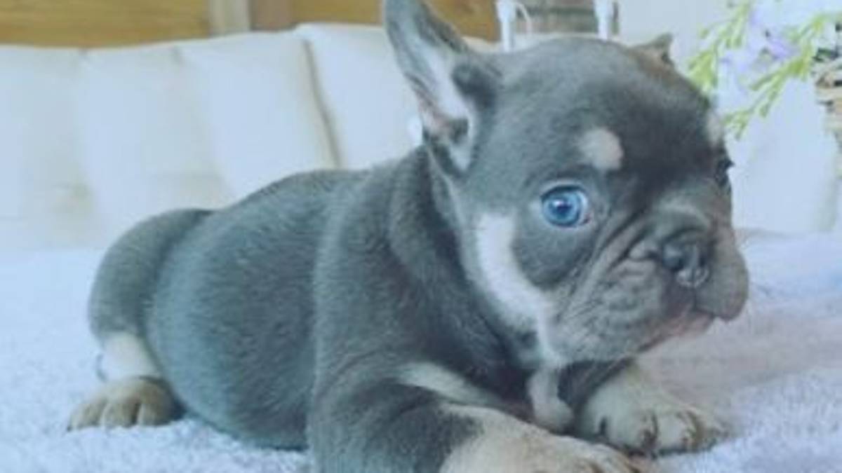 Ravenna, inchiesta sui bulldog blu a vip e calciatori