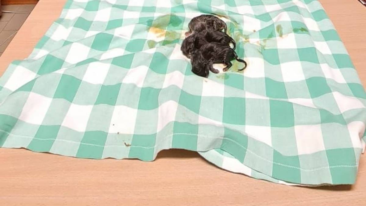 Cattolica, gattini gettati nel bidone: salvati dai carabinieri