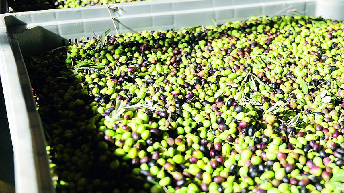 Olive, si profila un'annata sottotono. Produzione dimezzata