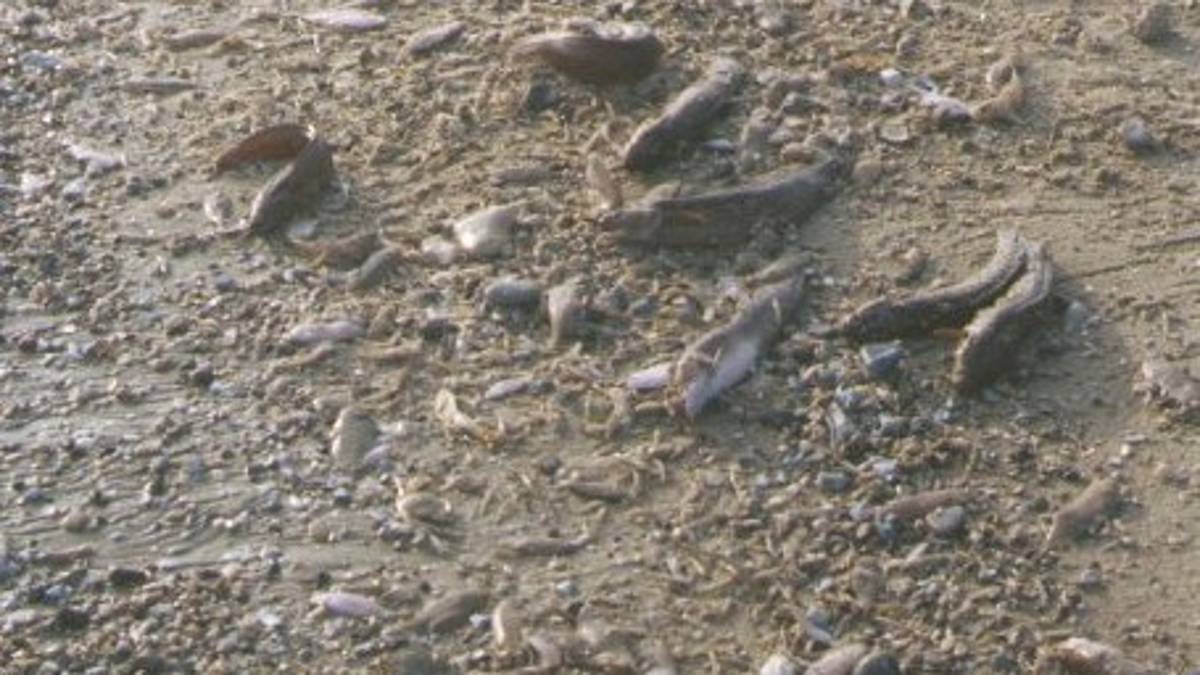 Moria di pesci tra Ravenna e Ferrara. Arpae: Fenomeno naturale