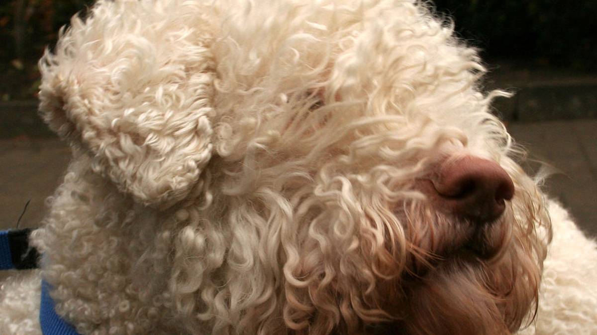 Cane da tartufo per eccellenza, San Piero in Bagno celebra il Lagotto