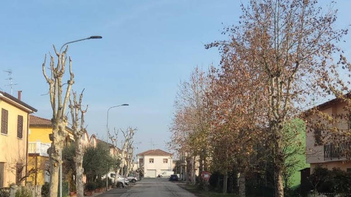 Conselice, pronto il Piano per le potature e la cura del verde