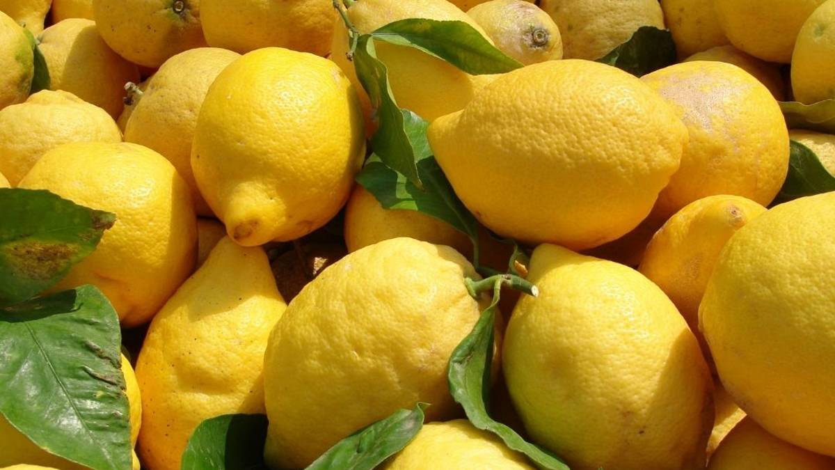 Forlì, domenica la fiera di San Pellegrino e dei cedri