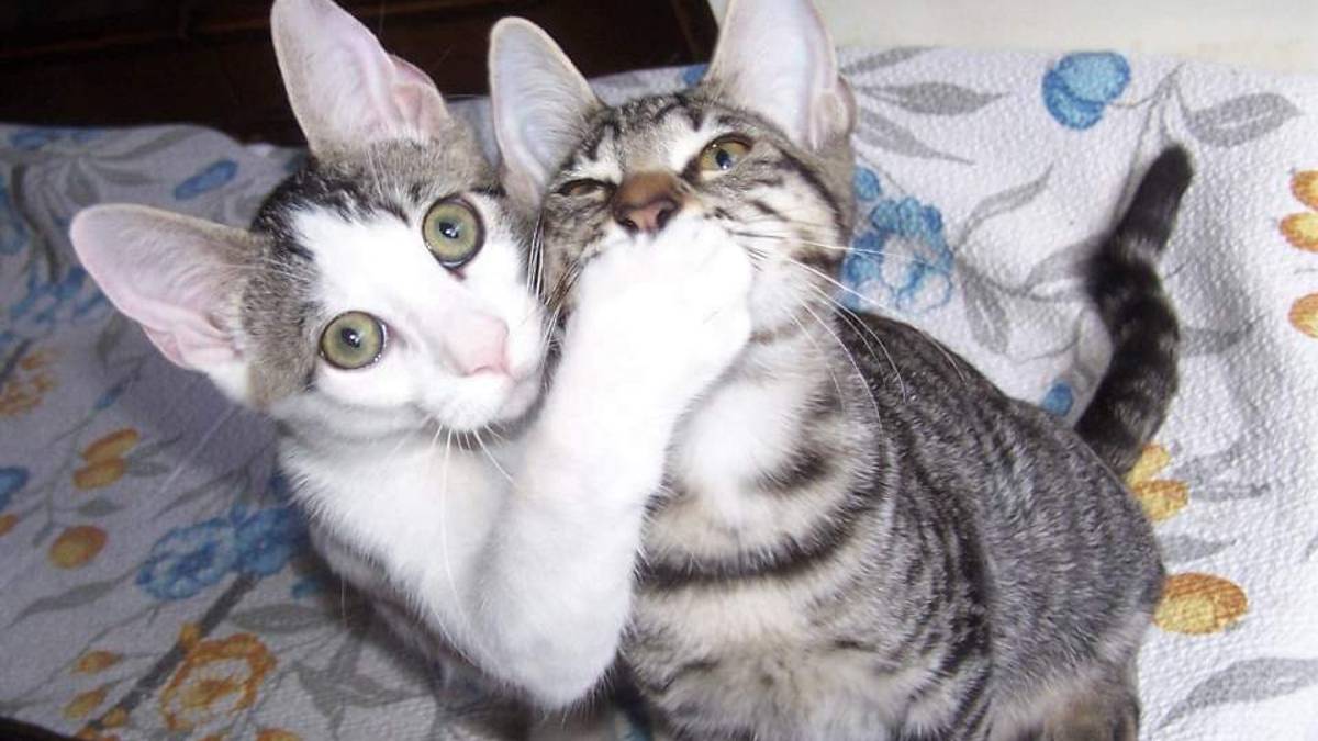 Rimini. Gattini salvati in extremis. L'appello: sterilizzate