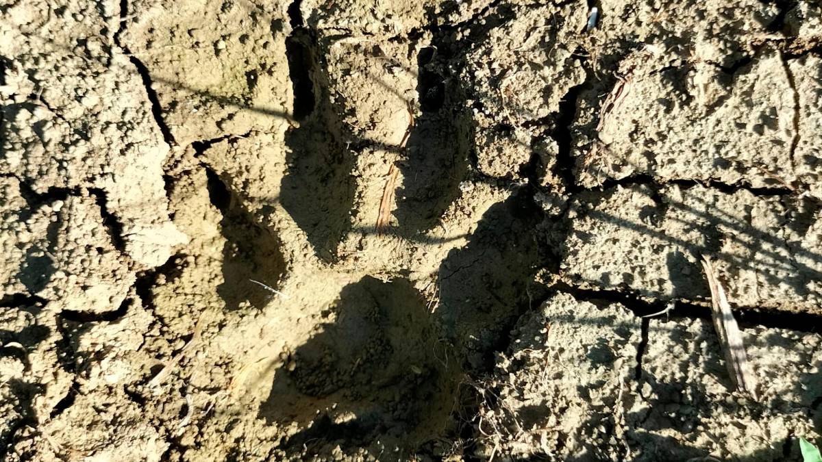 Branco di lupi all’attacco: cane sbranato nella pianura di San Mauro Pascoli
