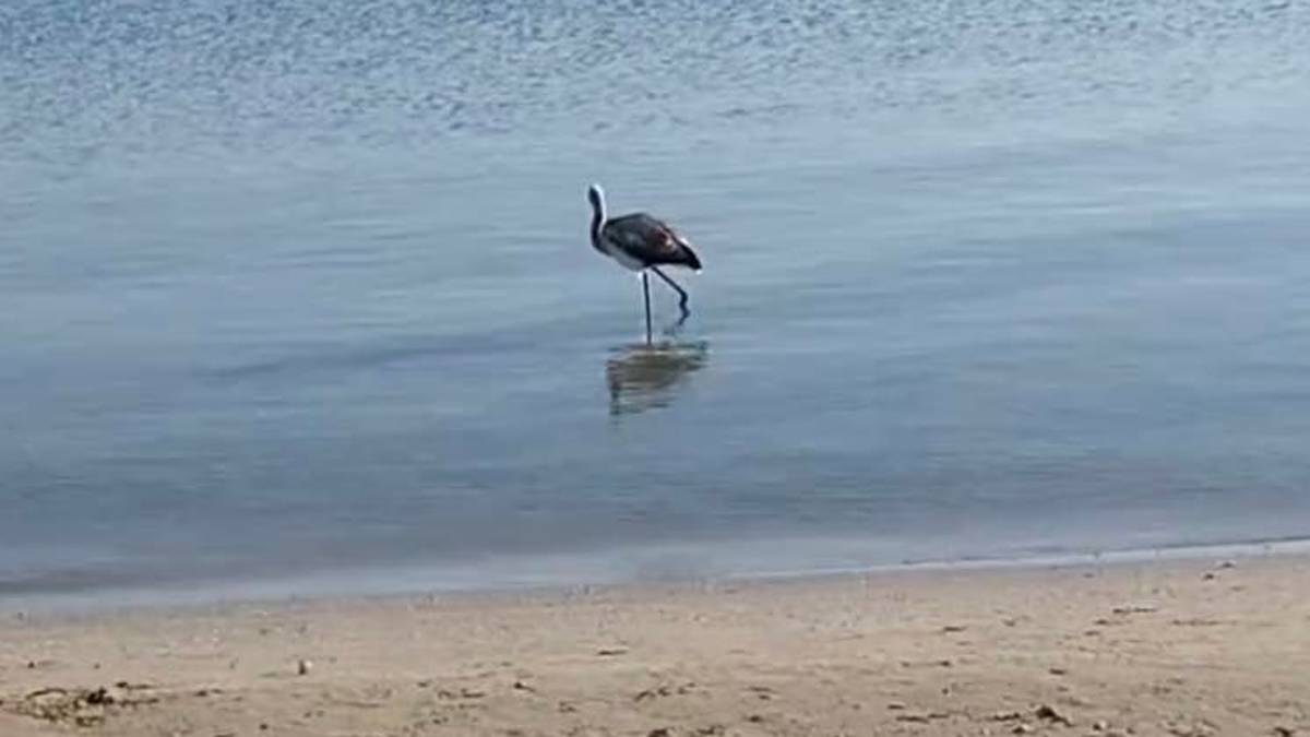 Rimini. Giovane fenicottero sulla spiaggia di Viserba. Il Cras: Non disturbatelo, state lontani