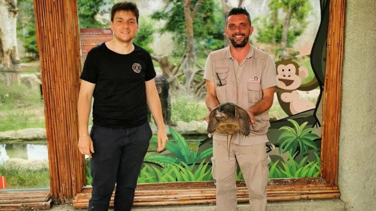 Una tartaruga azzannatrice accolta al Safari Ravenna