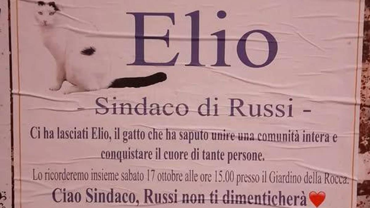 Ravenna, morto il “gatto sindaco” di Russi. Manifesti a lutto per Elio, oggi i funerali del micio adottato dalla città