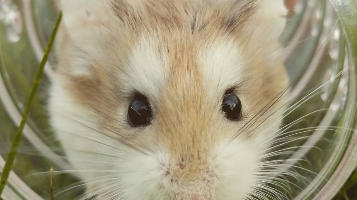 Affetti collaterali: la tenacia del criceto nella ruota