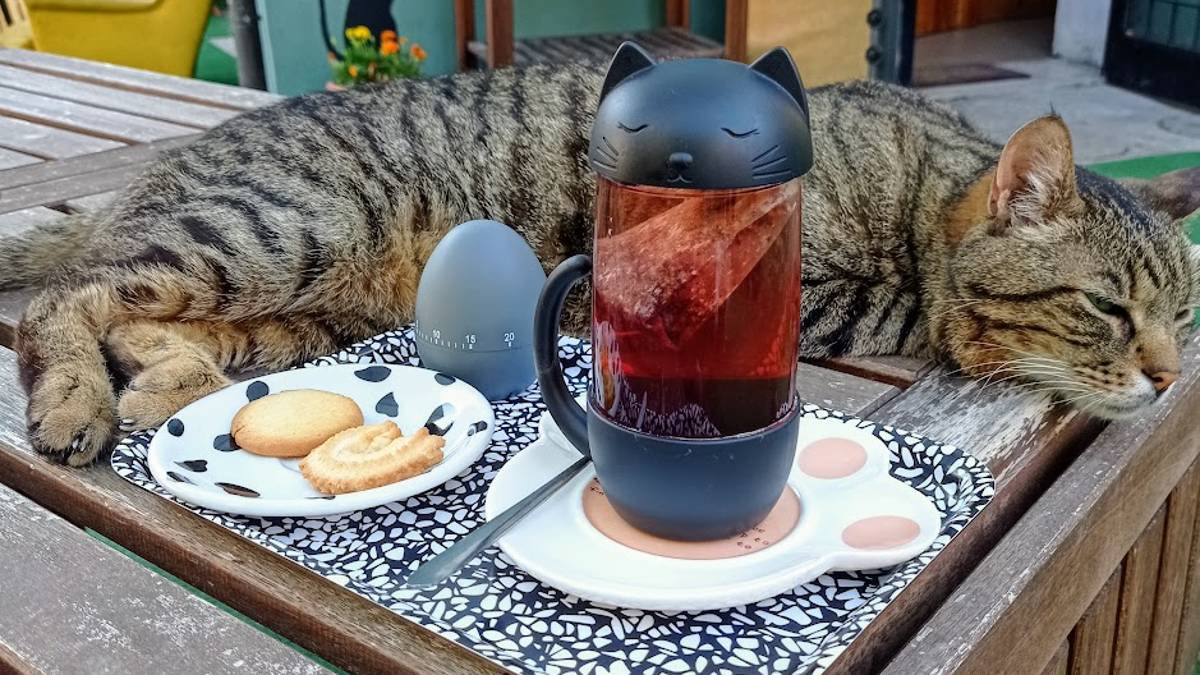 Lugo: tè, libri e biscotti da gustare in compagnia degli amici gatti