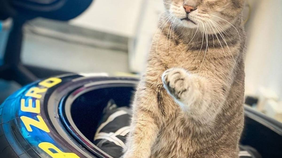 Imola piange Formulino, il gatto star dei social e mascotte della F1