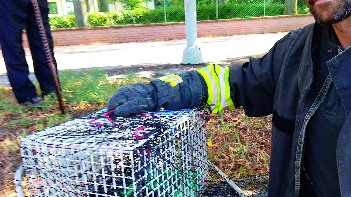 Forlì, salvato gattino infilato nel vano motore di un'auto