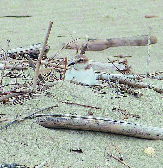 Ravenna, il fratino appena nato in spiaggia ucciso da un falco