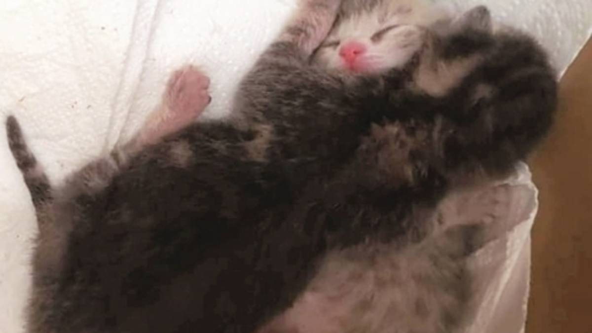 Gattini abbandonati dentro due sacchetti: salvati da una passante