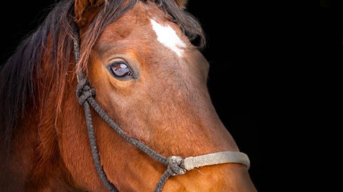 Ravenna cerca un nuovo gestore per il circolo ippico “Cavallo felice”
