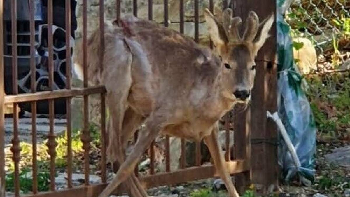 Capriolo incastrato in un cancello liberato dai vigili del fuoco