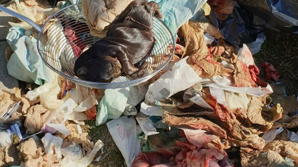 Feti di cani abbandonati a Faenza. Condannato veterinario di Forlì
