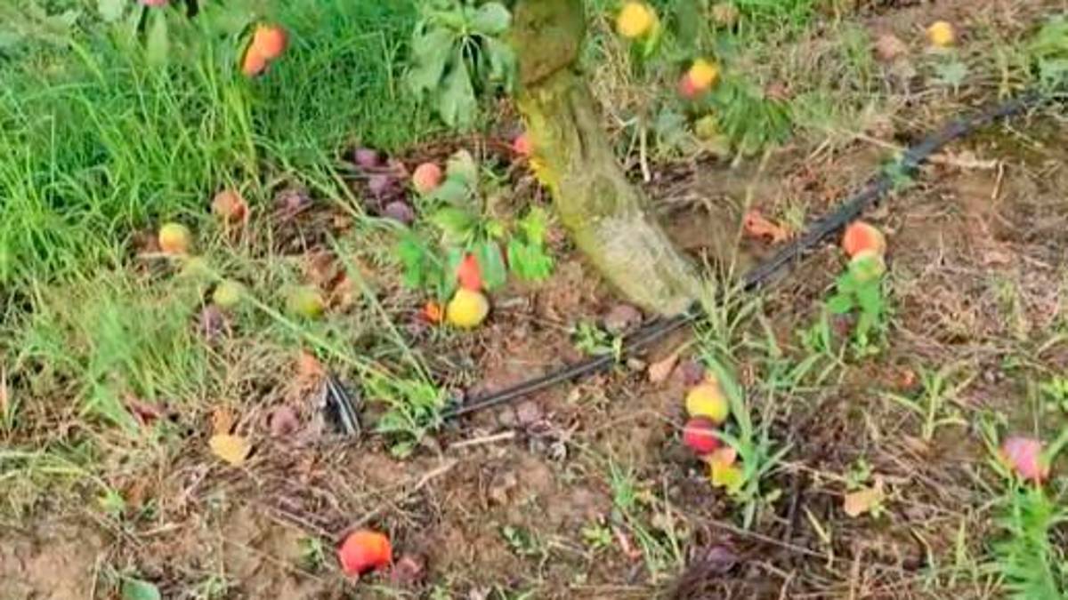 Grandine e vento in Romagna, danni alle colture tra Brisighella e Modigliana