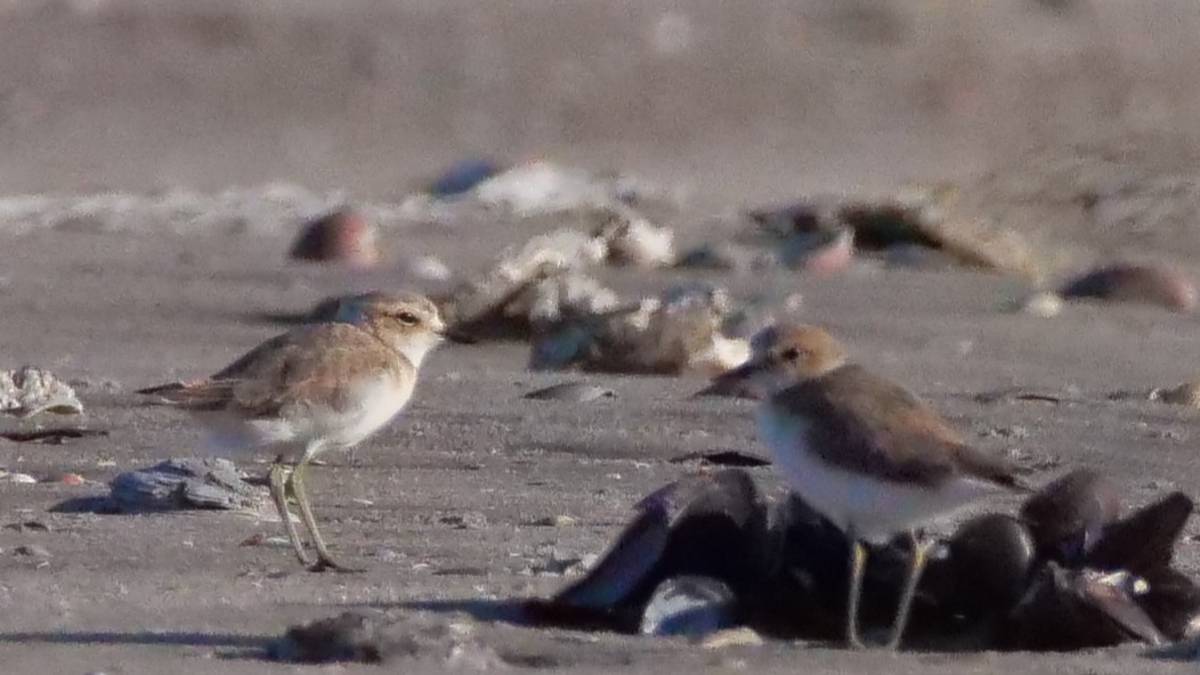 Ravenna, tutela del fratino: martedì la pulizia della spiaggia a Lido di Dante e a Lido di Classe