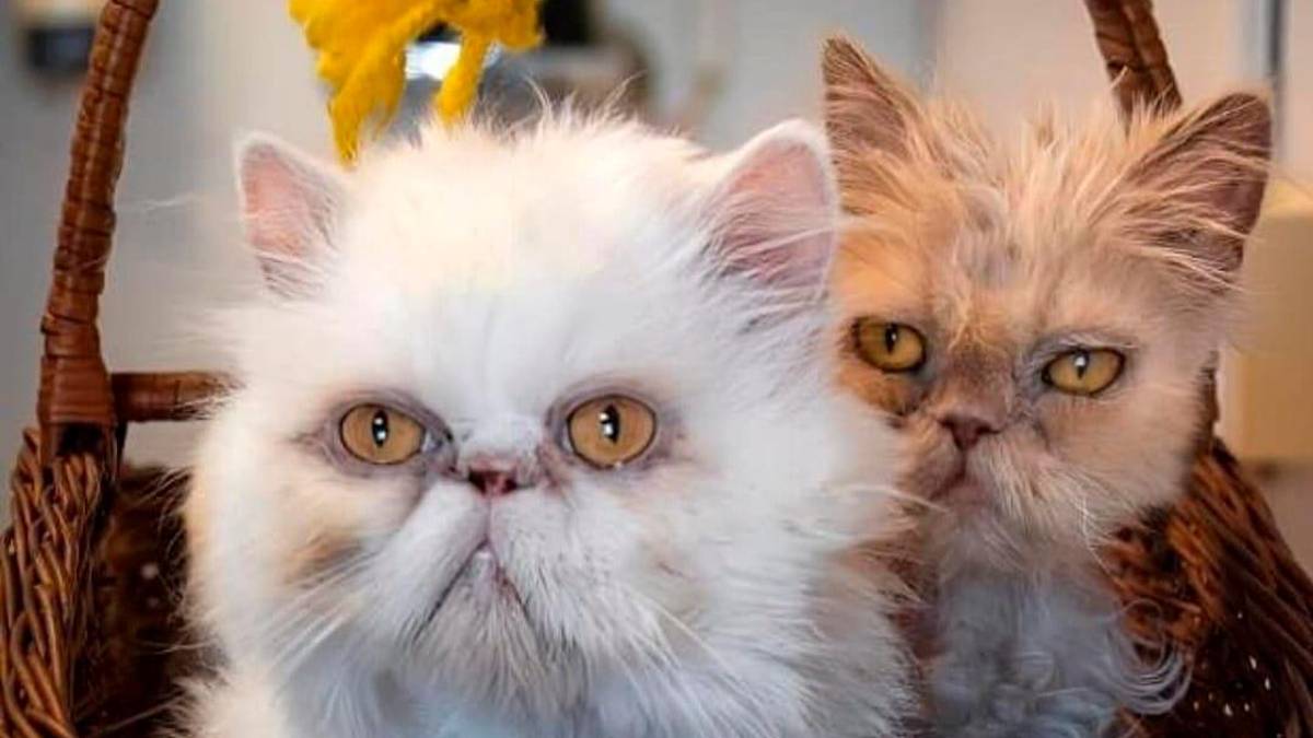 “Non abbandonate gli animali”: due persiani cercano casa a Rimini