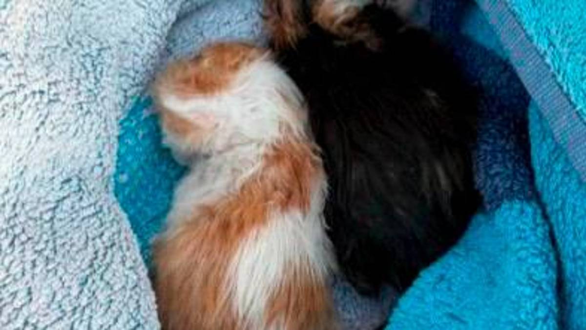 I due gattini ritrovati tra i rifiuti