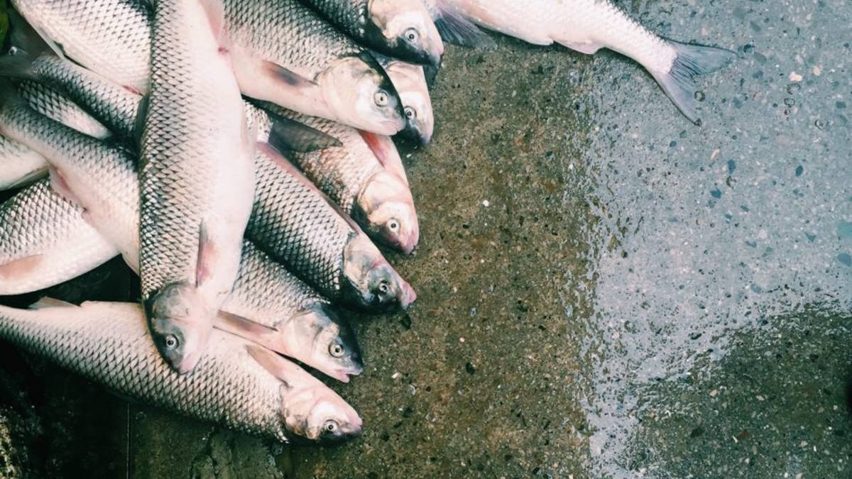 Ravenna, ladri nell’allevamento ittico. Spariti 10kg di pesce e attrezzi da lavoro