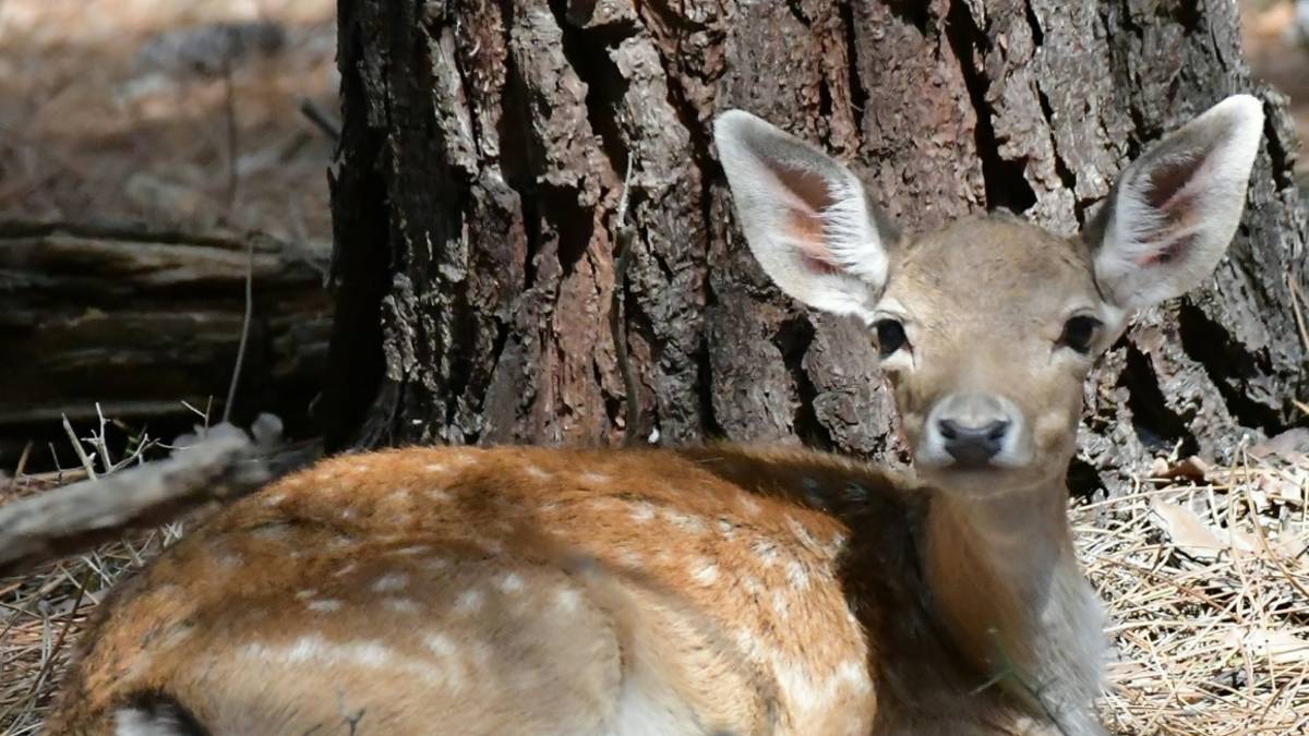 Ravenna, domenica il presidio per i daini del Parco Delta del Po