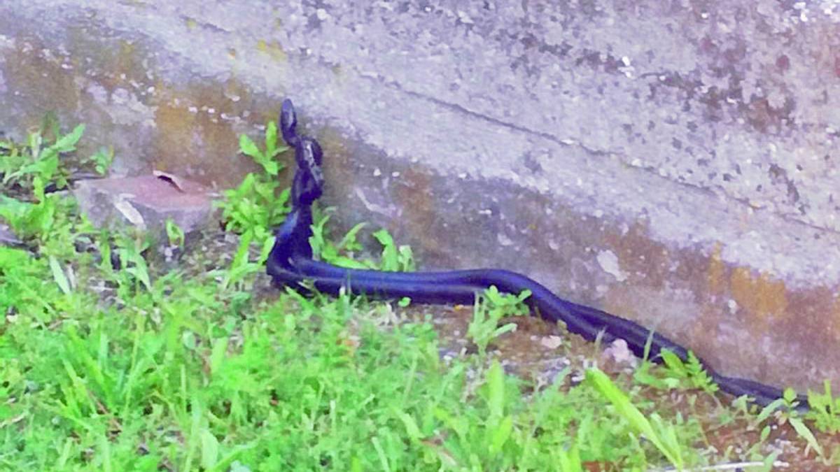 Cesena, i serpenti non sono pericolosi