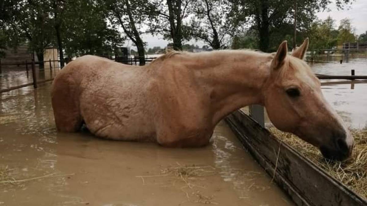 L'alluvione gli animali da salvare e la clinica veterinaria di Russi in giro per le campagne: Vi aiutiamo noi