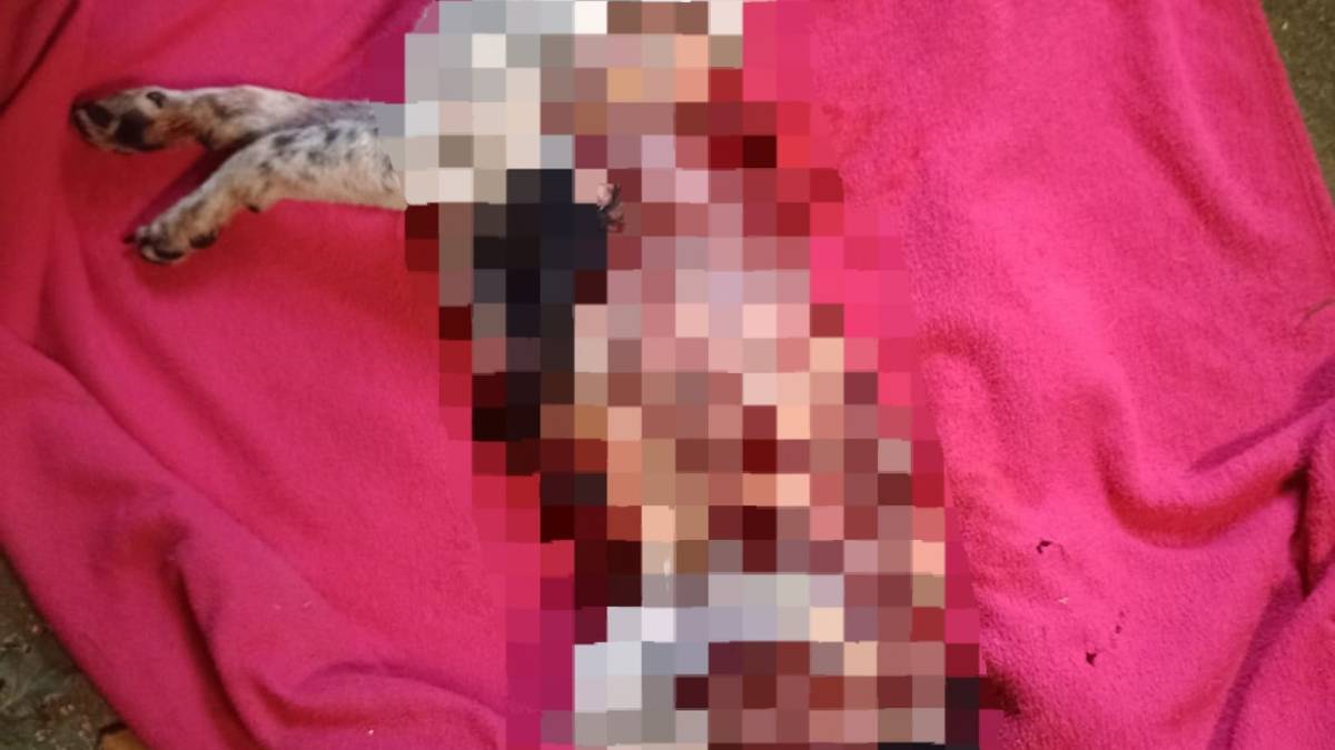 Sant'Agata sul Santerno, lupi attaccano una casa: cane sbranato nel cortile