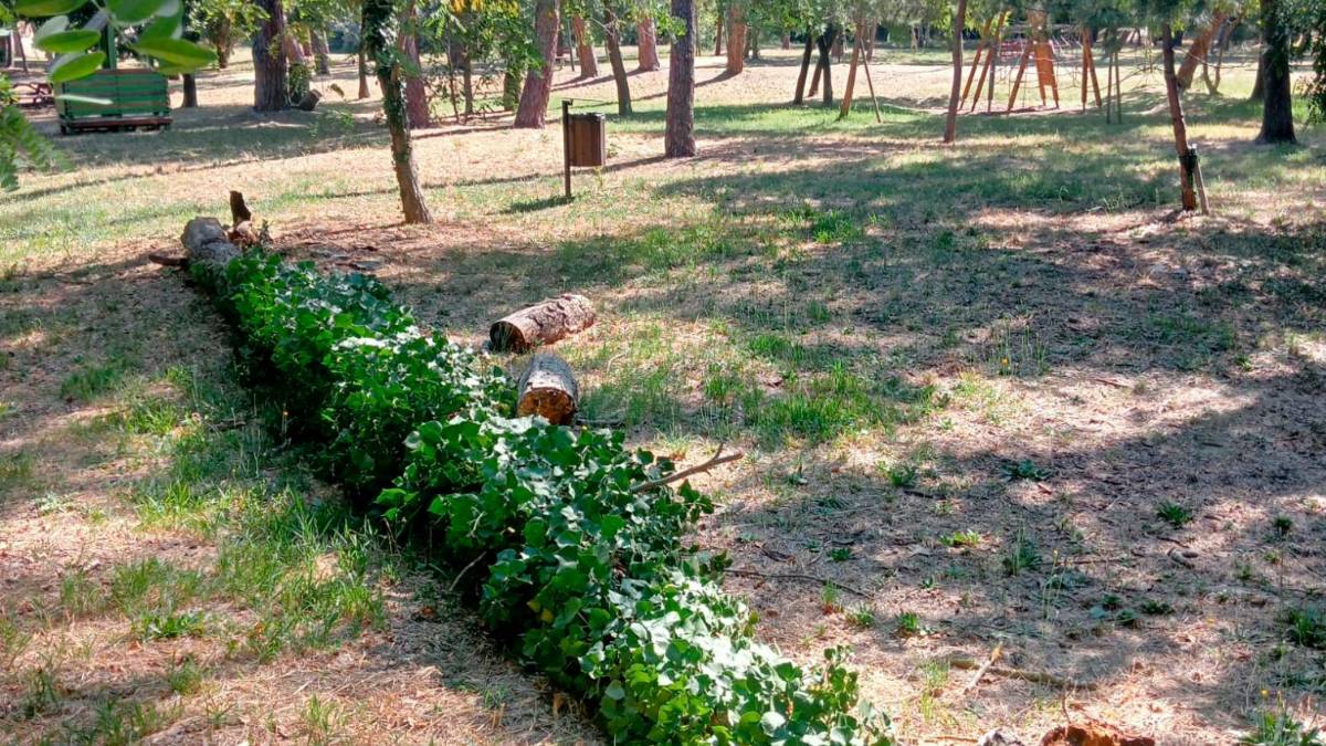 Cesenatico, il tronco del pino è cavo: crolla di notte su un’auto in sosta