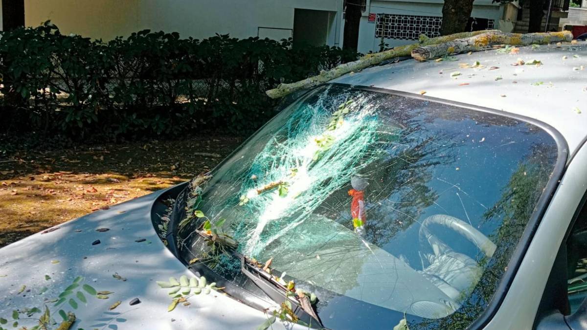 Cesenatico, il tronco del pino è cavo: crolla di notte su un’auto in sosta