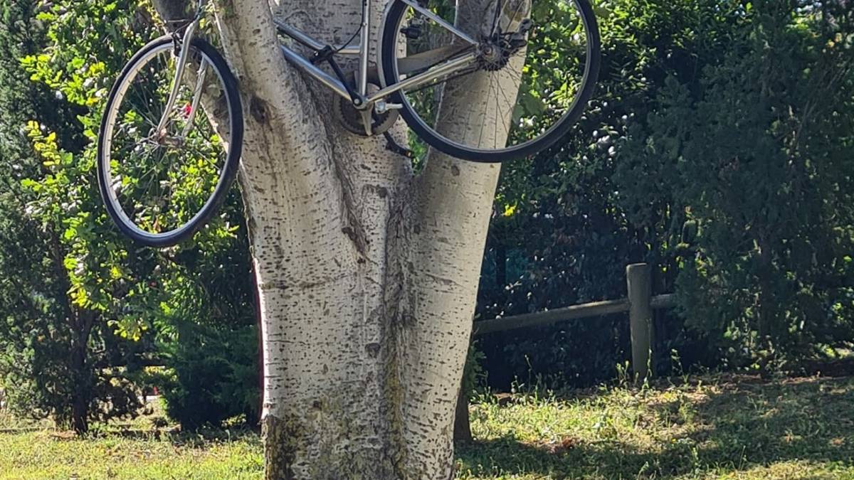 Strano ritrovamento a Riccione: una bicicletta in volata... su un albero