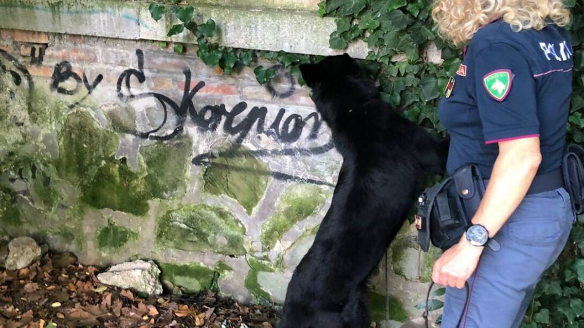 Rimini, droga nascosta nei parchi scoperta dai cani della polizia