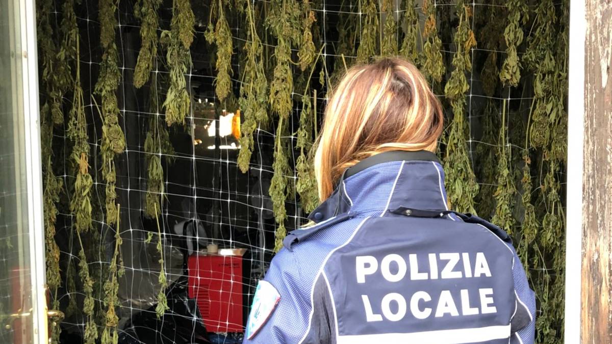 Gatteo, scoperto essiccatoio di cannabis con 1.800 piante