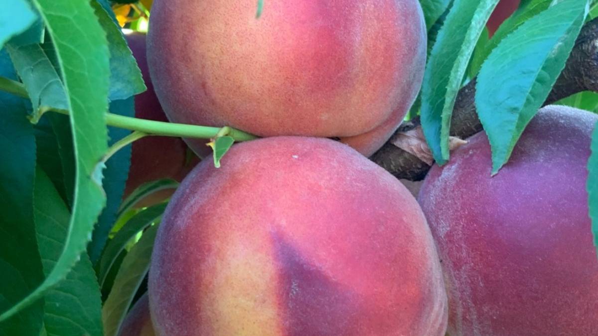 La ricerca: pesche, susine e albicocche si possono coltivare riducendo l'acqua fino al 50%