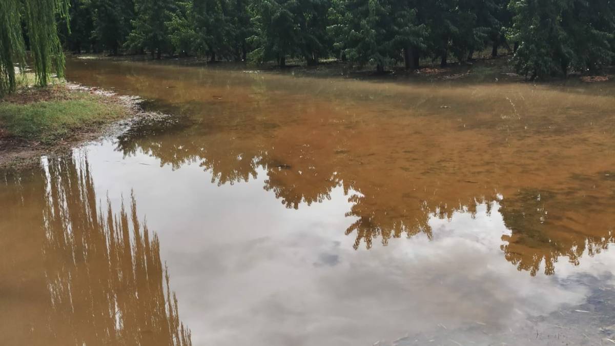 Maltempo, campi sott'acqua a Massa Lombarda, Conselice e Lugo: Ora il clima è tropicale