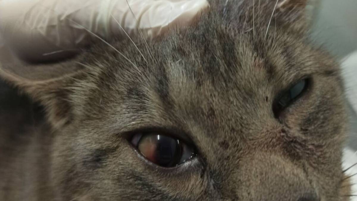 Forlì, gatto ferito da arma da fuoco