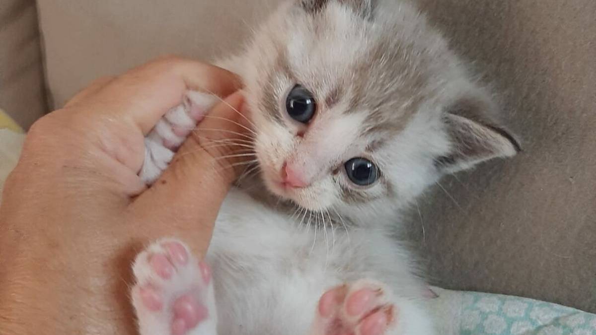 Massa Lombarda, abbandonata gattina di 20 giorni. L'Enpa sulle tracce del responsabile