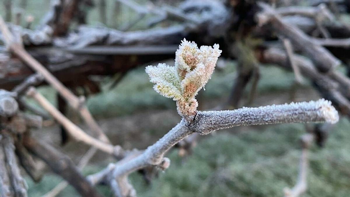 Gelate, conto salato:danni in Romagna per oltre 200 milioni