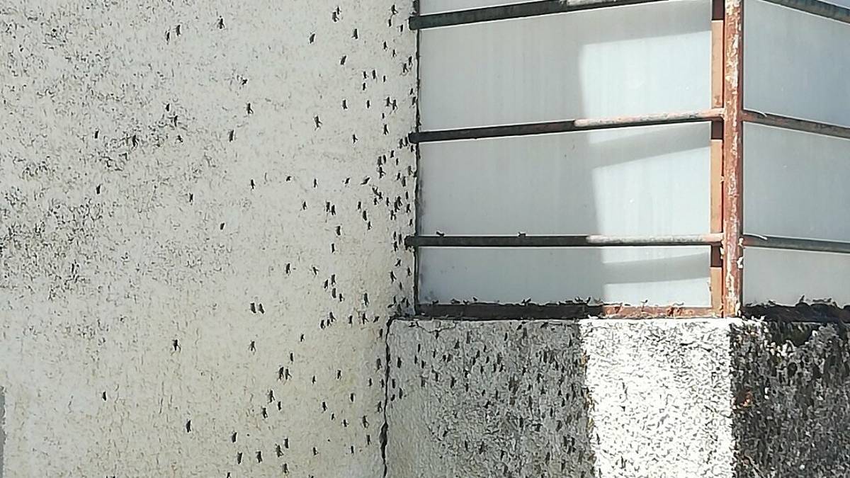 Cesena, è finito l'assedio delle cavallette