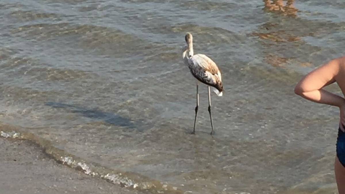Fenicottero in spiaggia a Riccione: spopola sui social