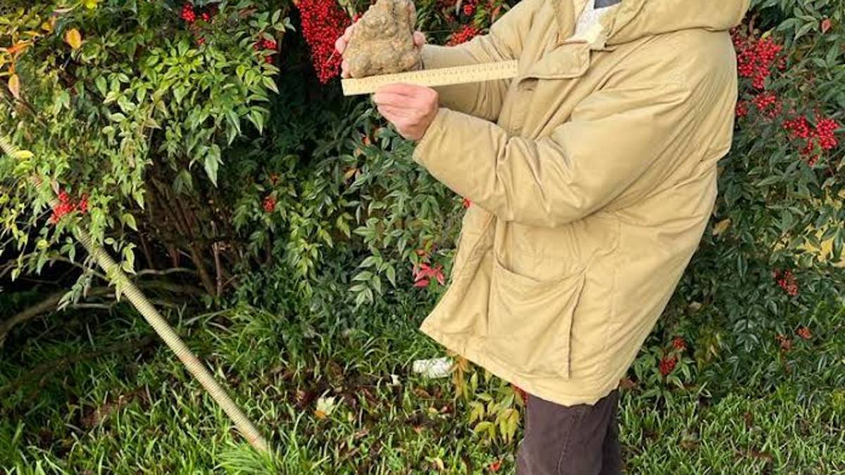 Ravenna, tartufo da record trovato ad Ammonite