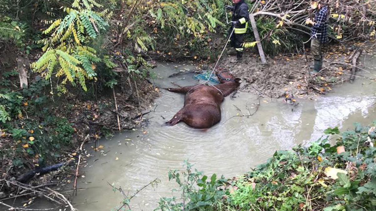 Riccione, cavallo intrappolato nel Rio Melo salvato dai vigili del fuoco